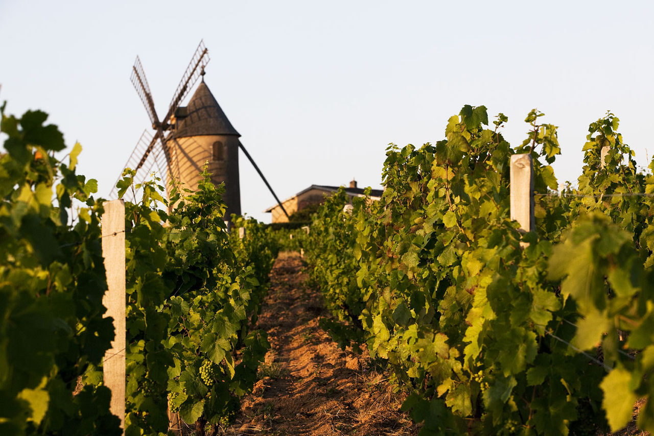 Histoire Moulin à vent  - Moulin à vent 