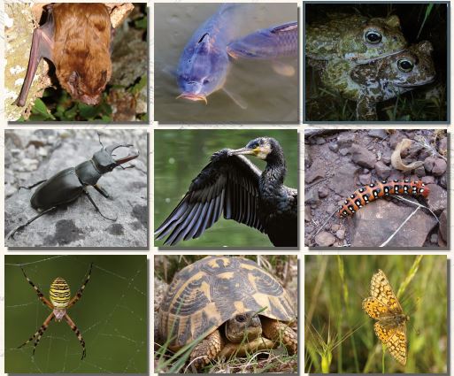 Histoire Un patrimoine naturel à préserver  - Un patrimoine naturel à préserver