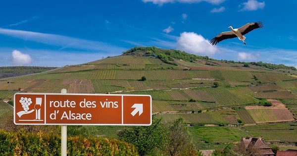 Carte Routes des vins d'Alsace en voiture