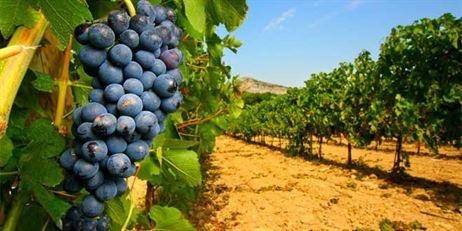 Route des vins Var Audioguide Historique