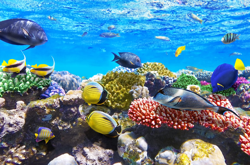  Tikehau jardin de corail